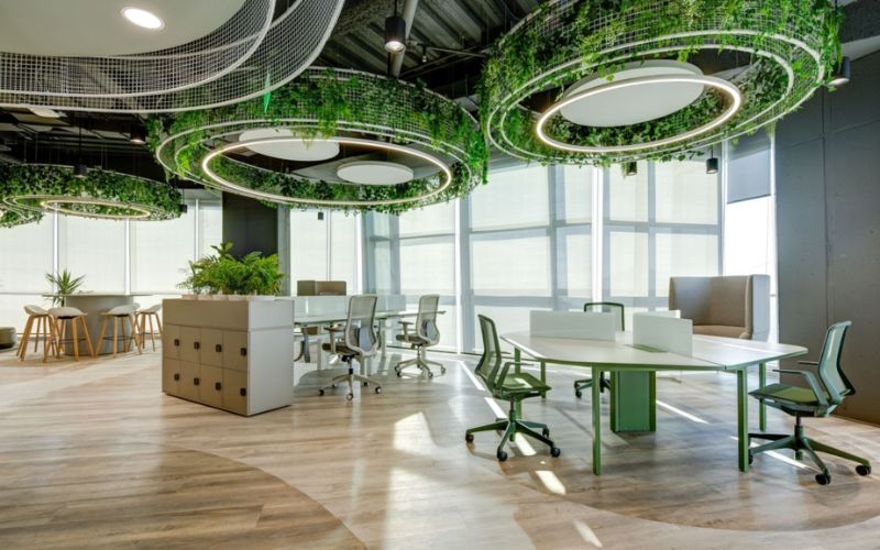 Cây phong thủy văn phòng